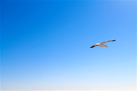 Seagull Flying in Blue Sky photo