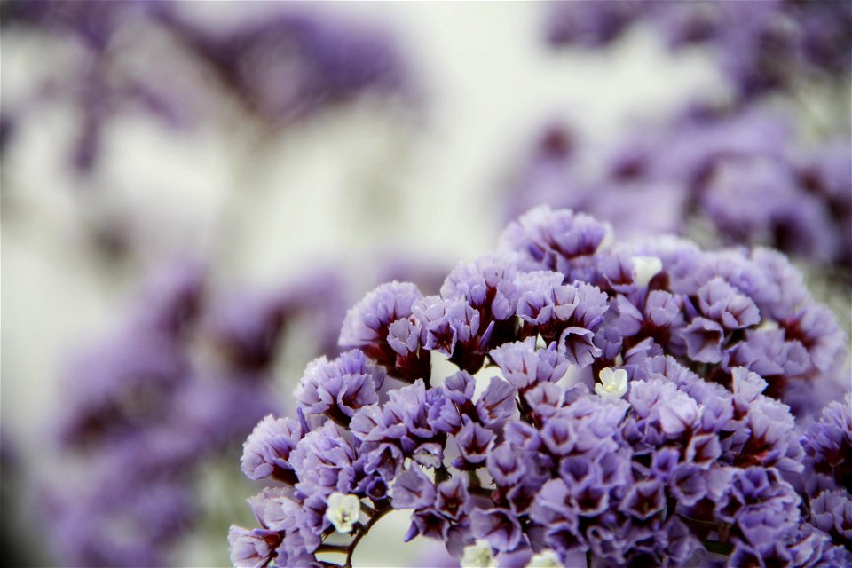 Purple & White Statice Flowers