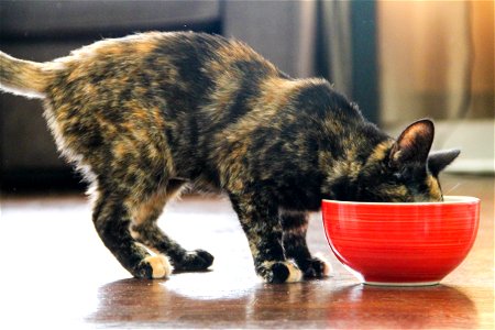 Cat Eating Out of Red Bowl photo