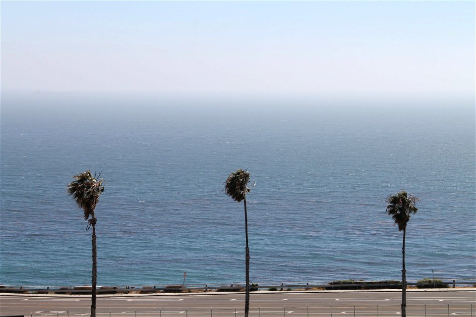 3 Palm Trees on Road by Ocean