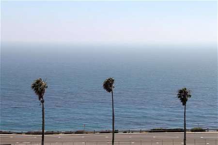 3 Palm Trees on Road by Ocean photo