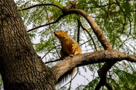 Squirrel on a Branch in a Tree photo