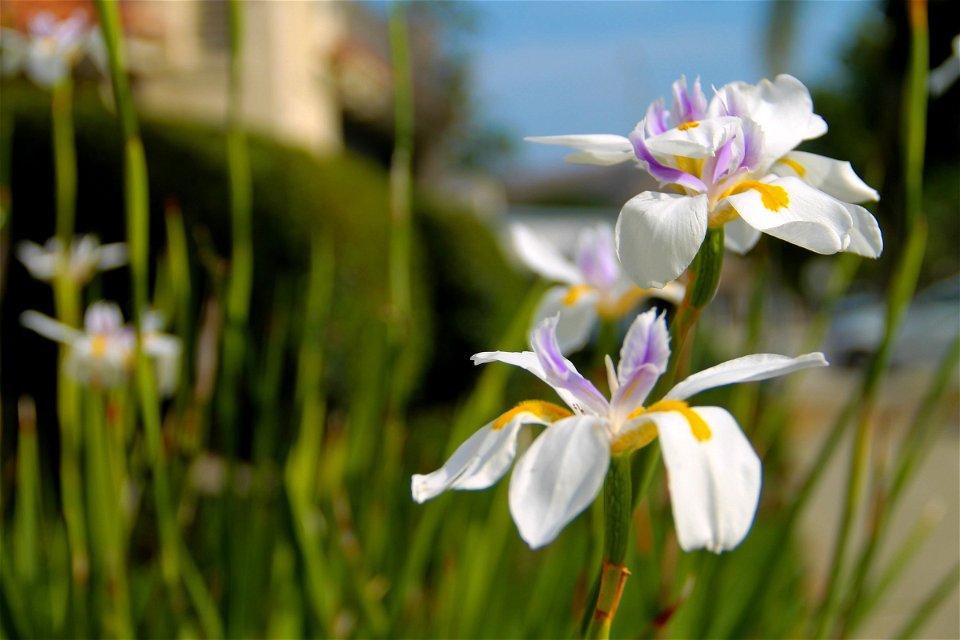 2 White, Purple, & Yellow Iris Flowers Among Stems photo