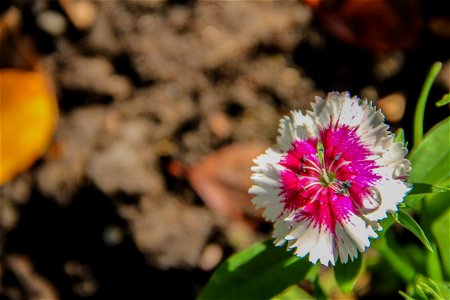 Pink & White Dianthus Flower Over Dirt