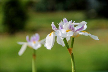 2 White, Purple, & Yellow Iris Flowers photo