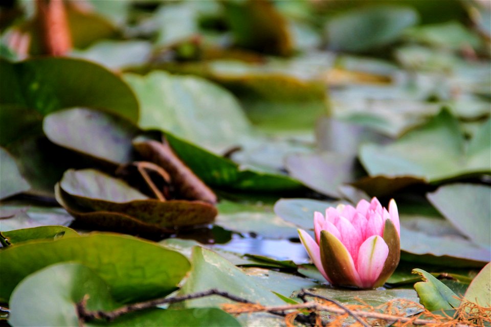 Pink Lily Pad Flower on Pond