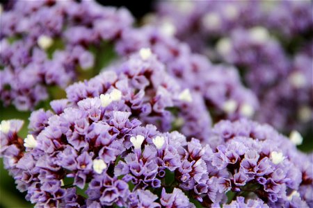 Purple & White Limonium Flowers photo
