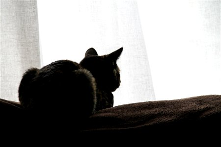 Back of Cat Sitting by Window Curtains photo