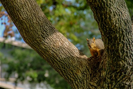 Squirrel Sitting on Tree Branch photo