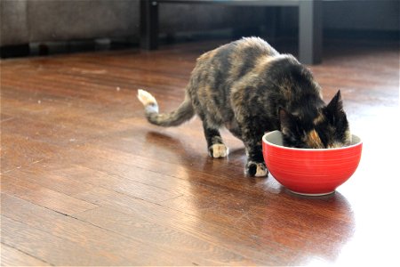 Cat Eating from Red Bowl photo