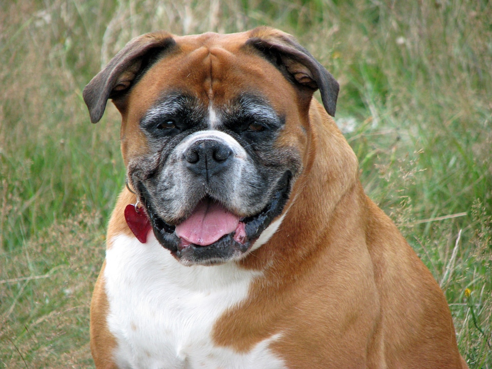 Animal breed canine