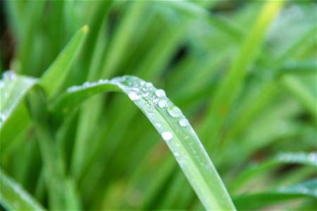 Blade of Grass Extended Forward with Dew photo