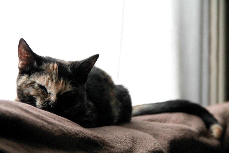 Cat Napping by Window Curtains photo