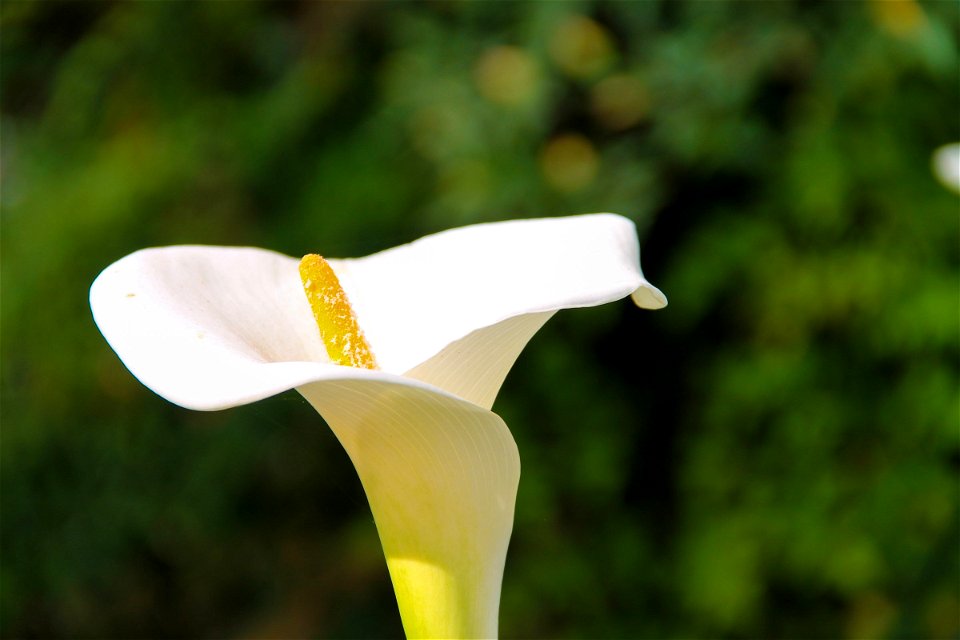 White Calla Lily Flower on Green