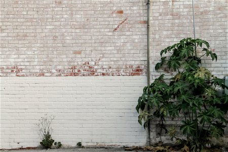 Bush Growing Against White Brick Wall photo