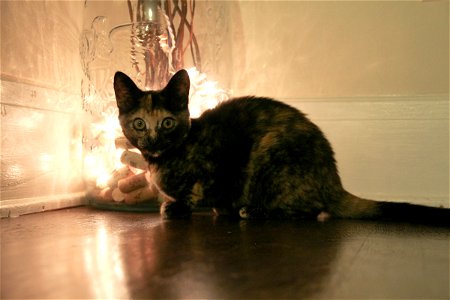 Cat Crouching on Floor by Jar with Lights photo