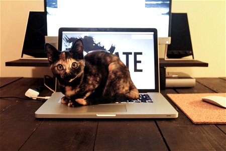 Cat Crouching on Laptop photo