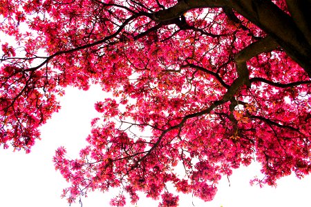 Looking Up At Cherry Blossom Tree & Branches