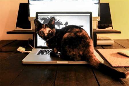Cat Sitting on a Laptop photo