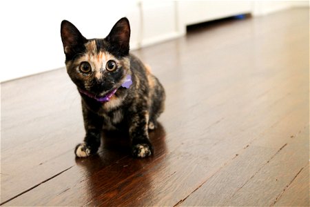 Black & Tan Kitten on Wood Floor photo