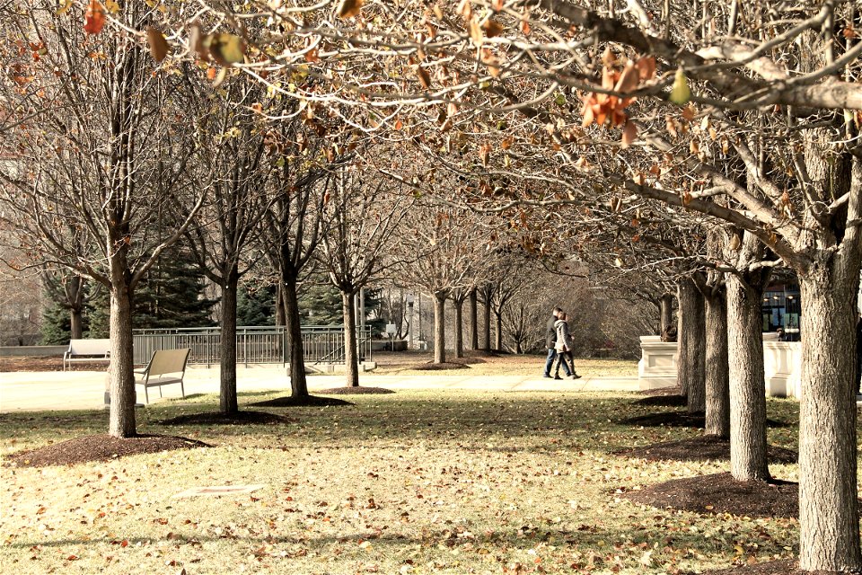 Couple Walking in Park with Bare Trees photo