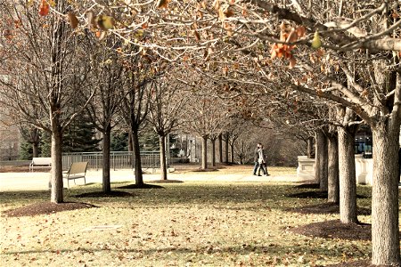 Couple Walking in Park with Bare Trees photo