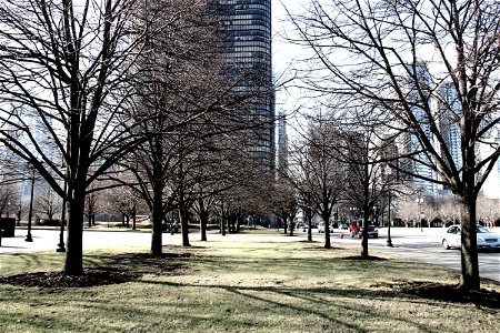 Park with Bare Trees in City with Tall Buildings Behind photo