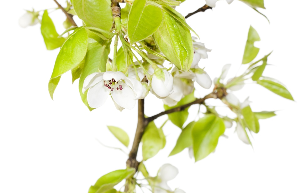 white flowers photo