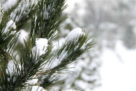 Close Up of Pine Tree Needles Covered in Fresh Snow photo