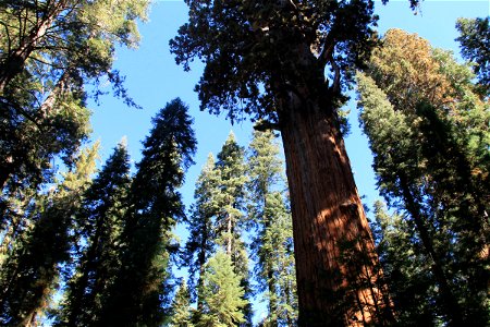 Looking Up at Tall Sequoia Trees photo