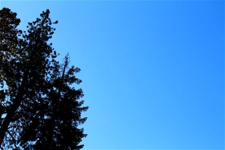 Trees at Edge of Blue Sky photo