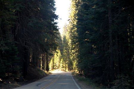 Road Through Tall Trees in Thick Forest photo