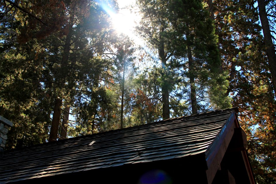 Sun Through Trees over Roof photo