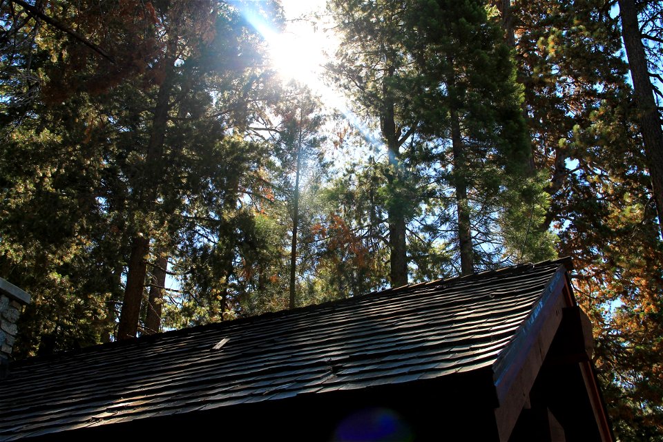 Sun Through Trees over Roof