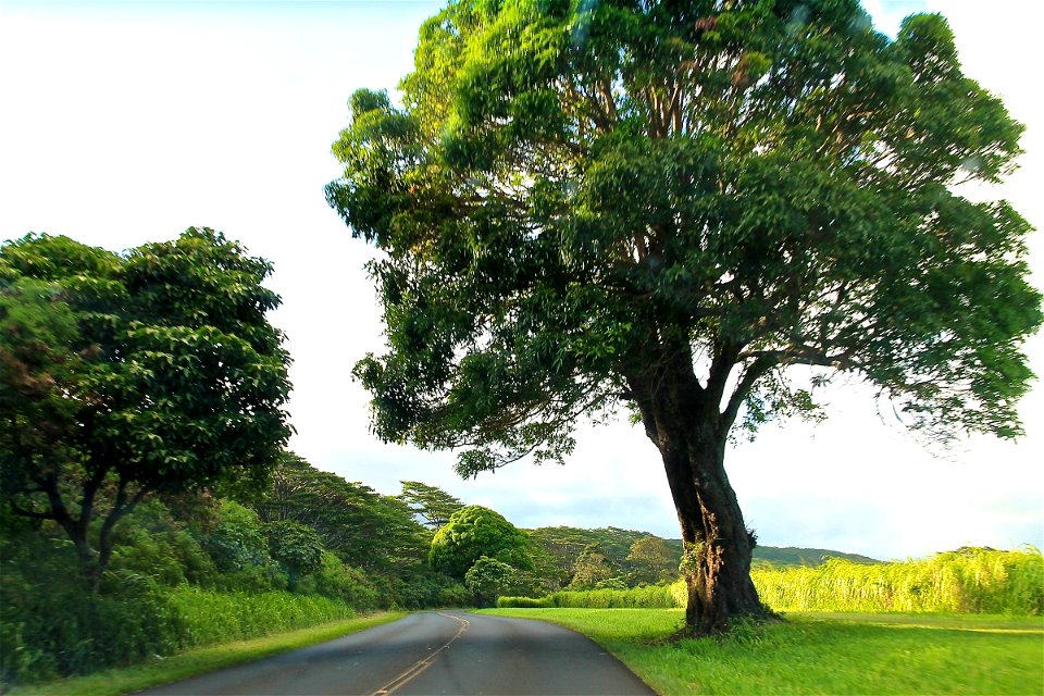 Road by Large Tree photo