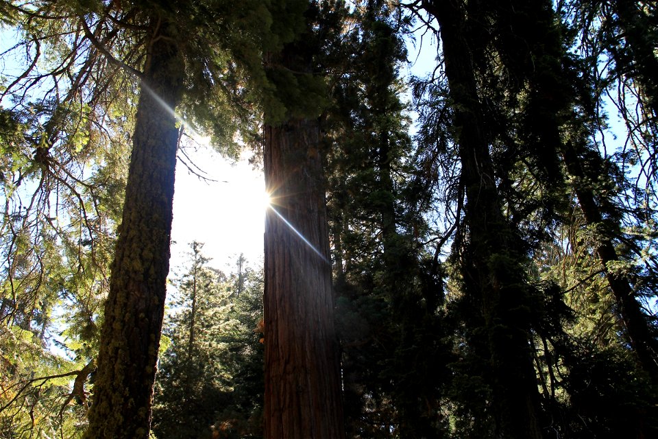 Sun Shining Through Sequoia Tree Forest photo