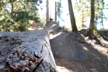 Fallen Log in Forest photo
