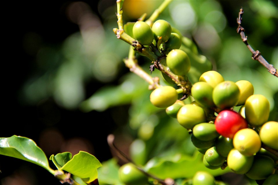 Red & Green Coffee Berries on Branch photo