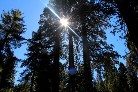Sun Shining Through Top of Sequoia Trees photo
