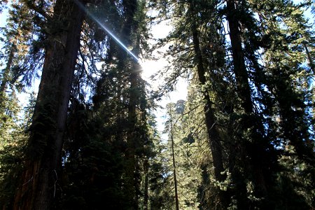 Sun Shining Through Center of Sequoia Trees photo