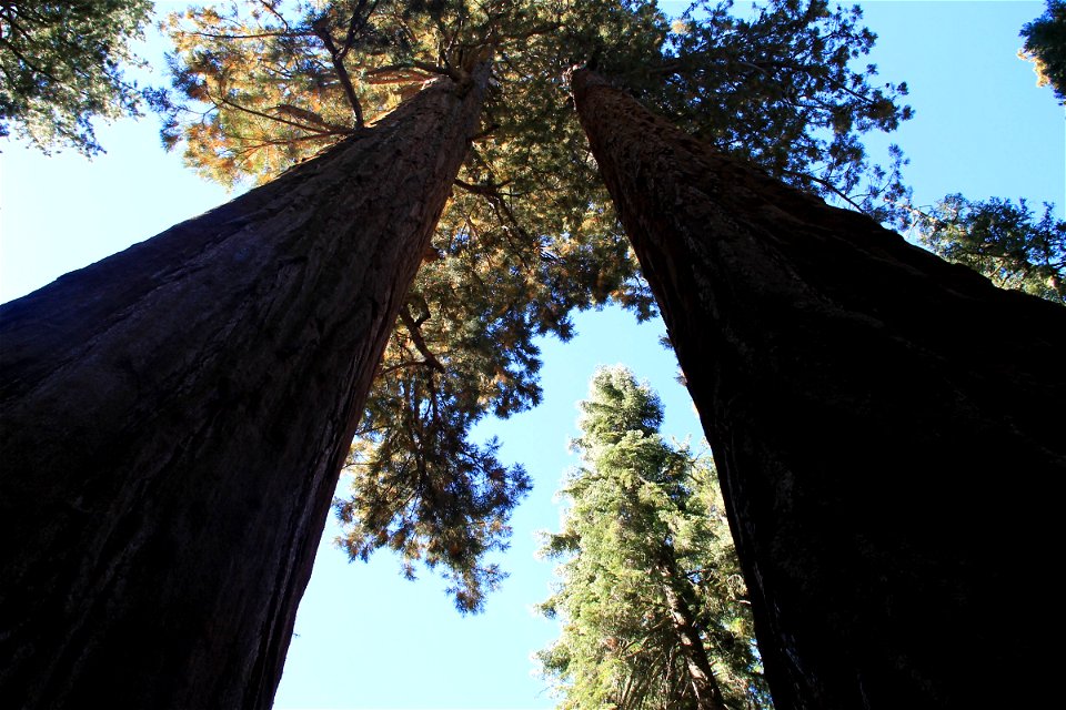 Looking Up at 2 Tall Sequoia Tree Trunks photo