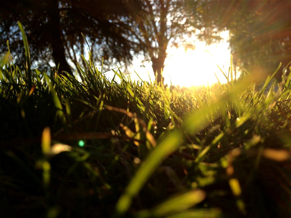 Peering through Grass at Ground Level at Sun Shining Through Trees photo