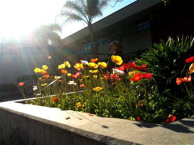 Flower Bed in Sun Rays photo