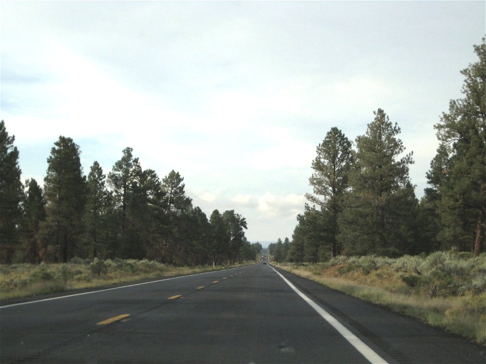 Long Straight Highway Through Trees