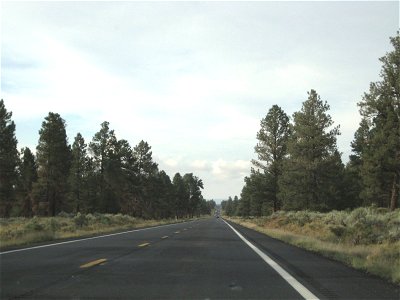 Long Straight Highway Through Trees photo