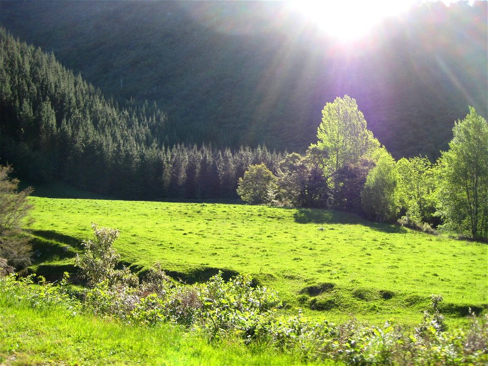 Sun Rays on Green Meadow