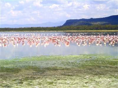 Flock of Pink Flamingos in Lake photo