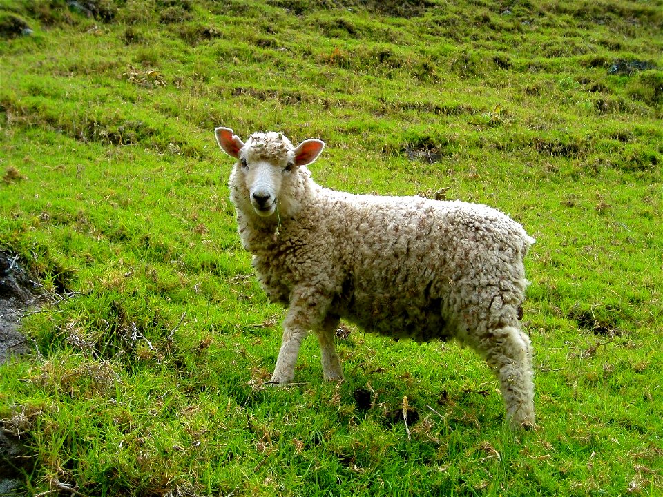 Sheep in a Green Pasture photo