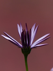 Violet osteospermum cape daisies photo