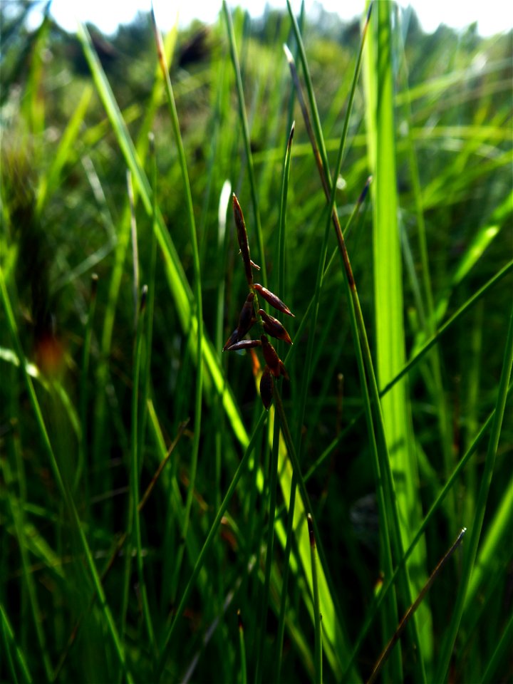 Carex pulicaris L., 1753